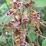 Cuscuta grandiflora Цвят