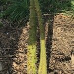 Ceiba speciosa خشب