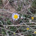 Erigeron pubescens Cvet