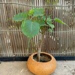 Ficus religiosaLeaf