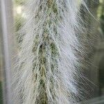 Cleistocactus winteri Blad