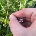 Chorispora tenella Fleur