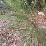Retama monosperma Habit