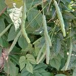 Cleome houtteana Frucht