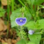 Veronica montana Flower