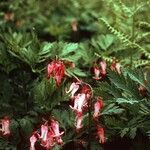 Dicentra eximia Habitus