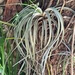 Tillandsia utriculata Leaf