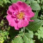 Rosa gallicaফুল