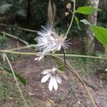 Lactuca floridana Flower