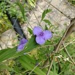 Tradescantia virginianaFlower