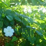 Ipomoea alba Leaf