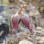 Epidendrum fimbriatum Фрукт