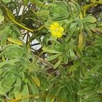 Suriana maritima Flower