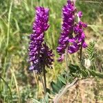 Vicia incana Blomst