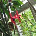 Fuchsia regia Кветка