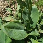 Canna x generalis Leaf