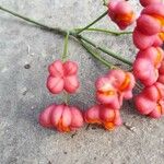 Euonymus europaeus花