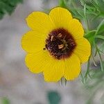 Adonis dentata Flower