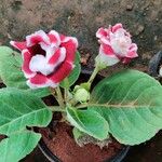 Sinningia speciosa Flor