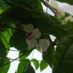 Clerodendrum thomsoniaeFlor