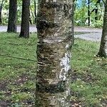 Betula pubescensRinde