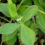 Trifolium resupinatum Leaf