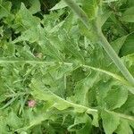 Lactuca plumieri Feuille