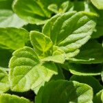 Mentha arvensis 葉