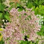 Peucedanum ostruthium Fruit