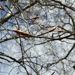 Fagus grandifolia Blomma