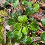 Saxifraga spathularis Blatt