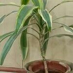 Dracaena fragrans List