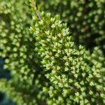 Erica arboreaFolla