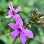 Epidendrum secundum Flower