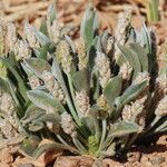 Plantago ciliata 其他