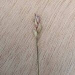 Danthonia decumbens Flower