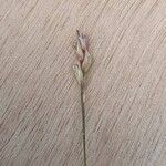 Danthonia decumbens Květ