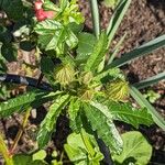 Hibiscus trionum Blatt