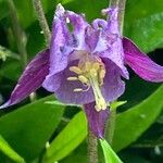 Aquilegia atrata Цвят