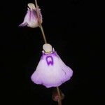 Utricularia pubescens Blomst