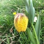 Fritillaria tubaeformis Õis