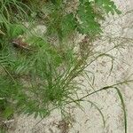 Eragrostis pilosa Blatt