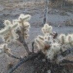 Cylindropuntia echinocarpa ᱥᱟᱠᱟᱢ