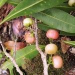 Hugonia penicillanthemum Hábito