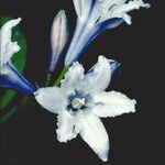 Triteleia crocea Flower