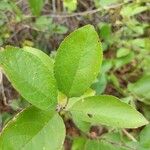 Prunus maritima Leaf