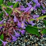 Nepeta grandiflora Flor