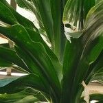 Dracaena steudneri برگ