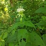 Monarda clinopodia Листок