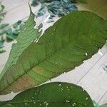 Isertia spiciformis Leaf